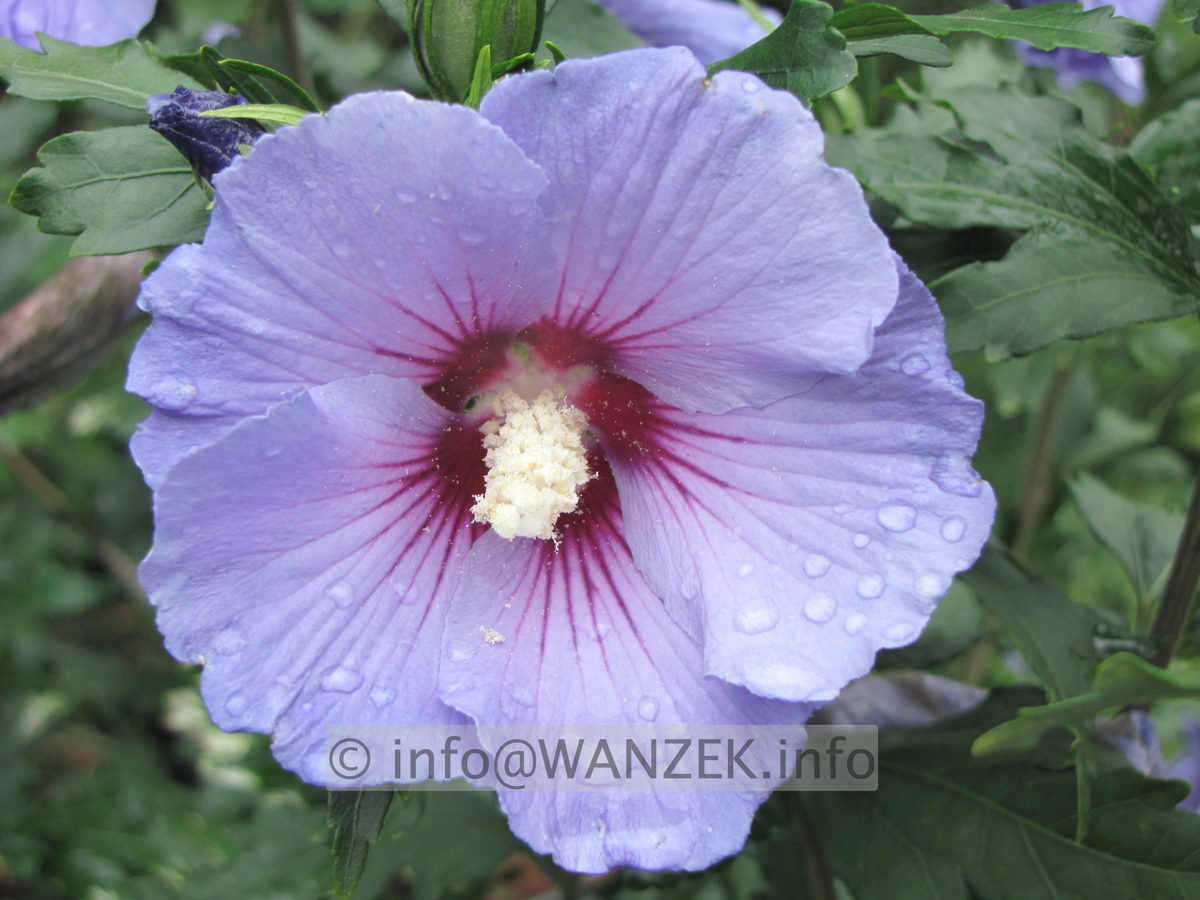 Hibiscus syriacus Marina - Macro.JPG